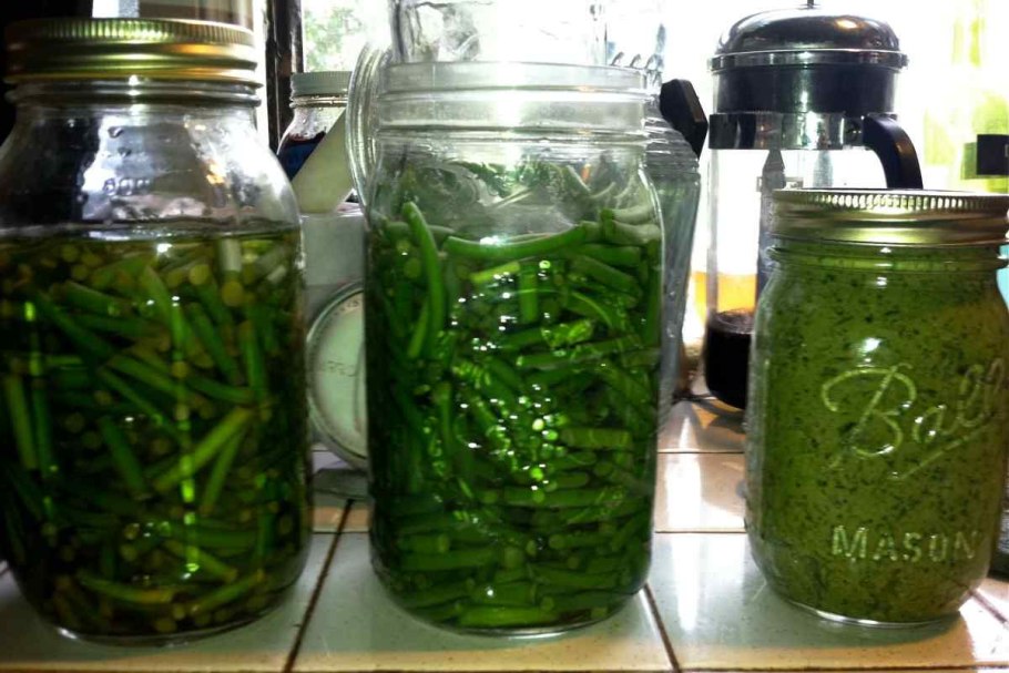 Черемша соленая