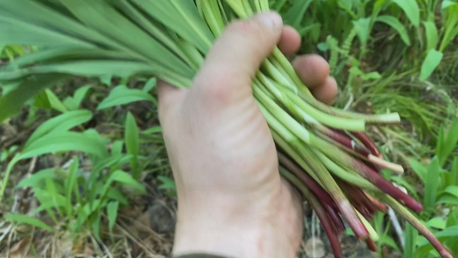 Хьонк черемша