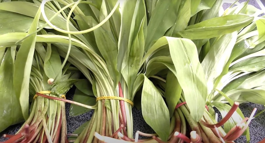 Что такое черемша