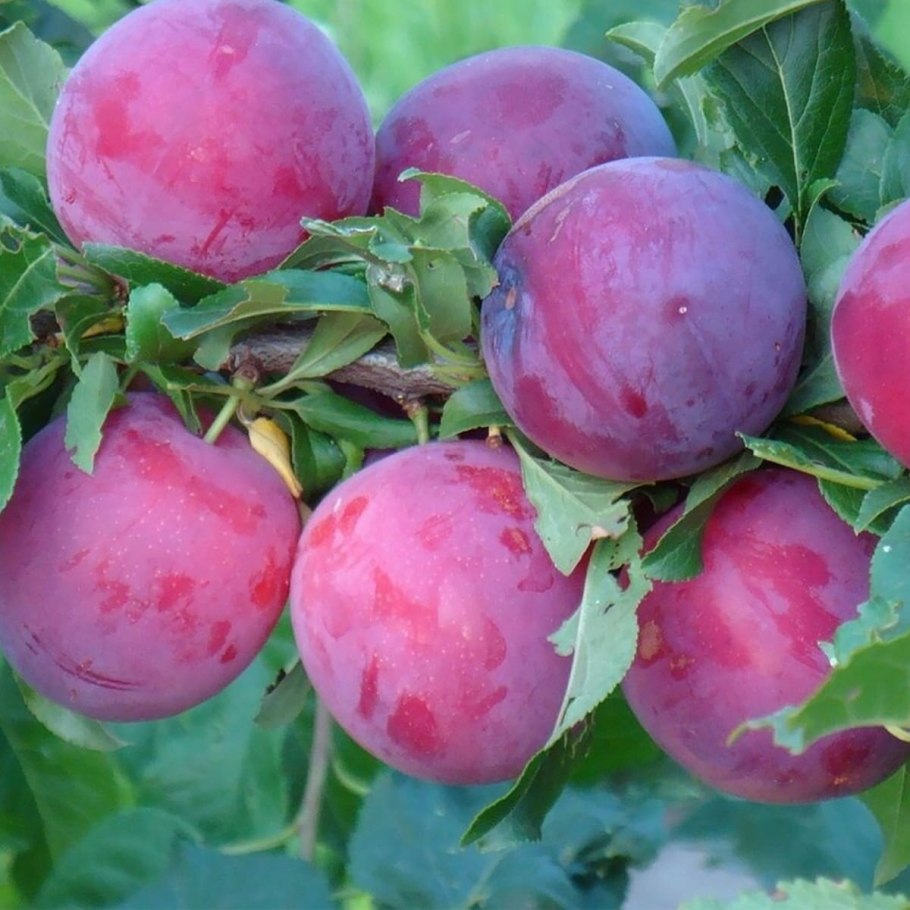 Сорт алычи Кубанская Комета