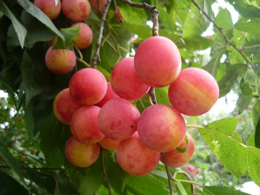 Слива алыча карминная