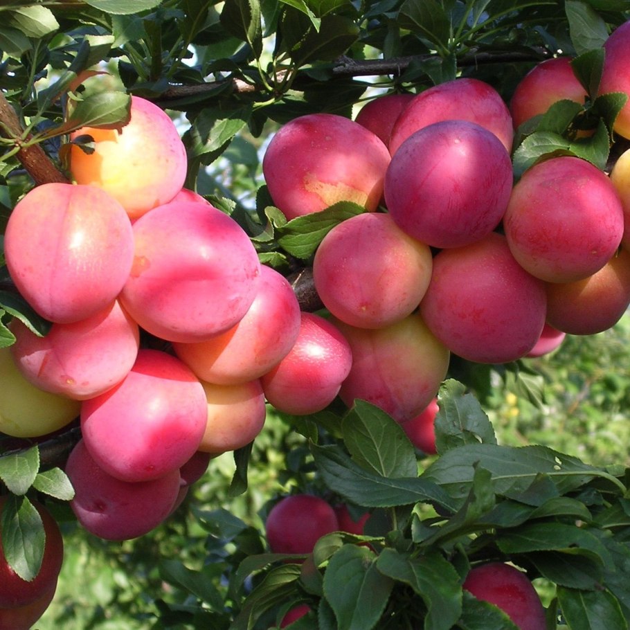 Слива алыча Кубанская Комета