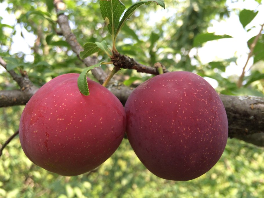 Слива Уссурийская Красносельская поздняя