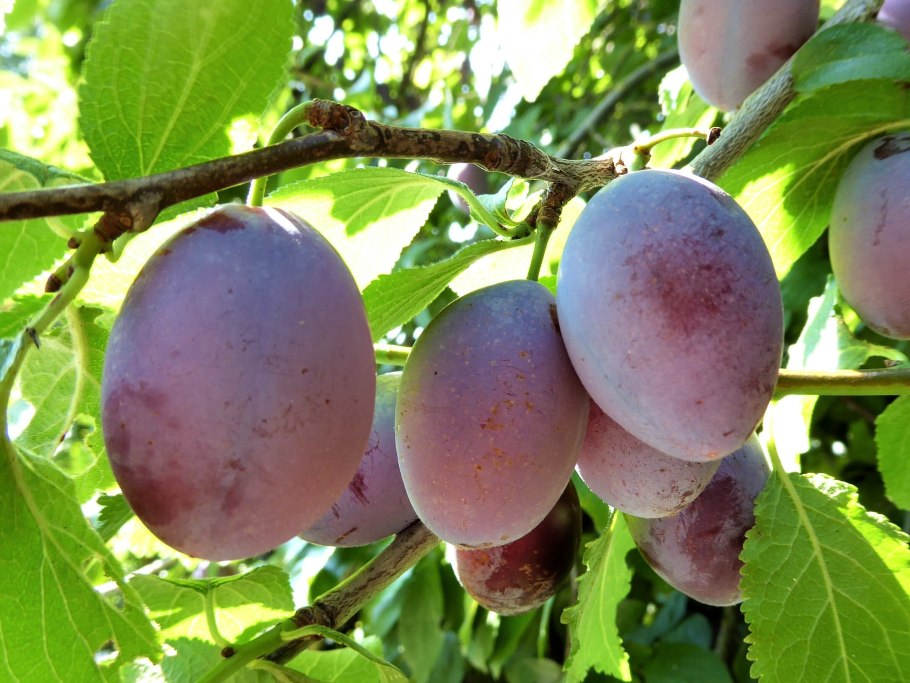 Слива Ренклод Мичуринский