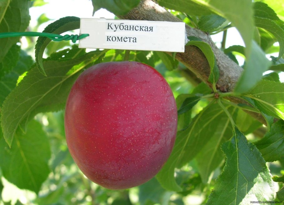 Слива алыча Несмеяна