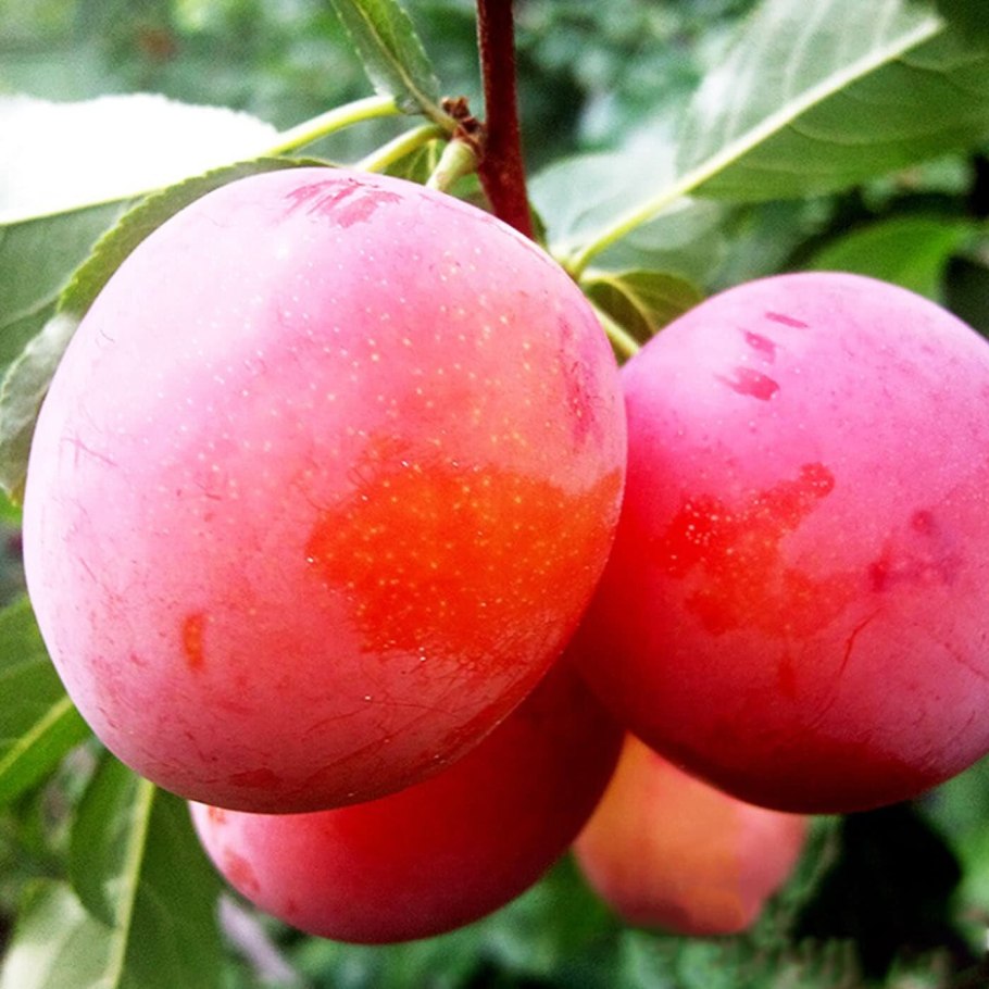 Слива алыча Кубанская Комета