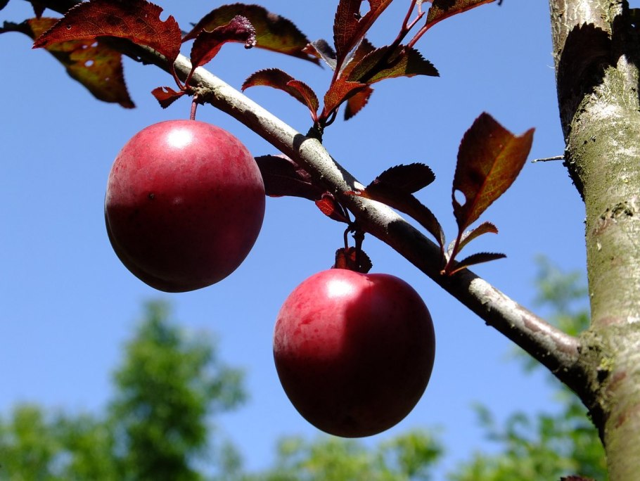 Саженец сорт алыча Гек