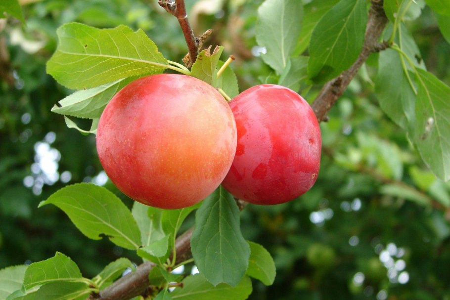 Алыча красная Комета