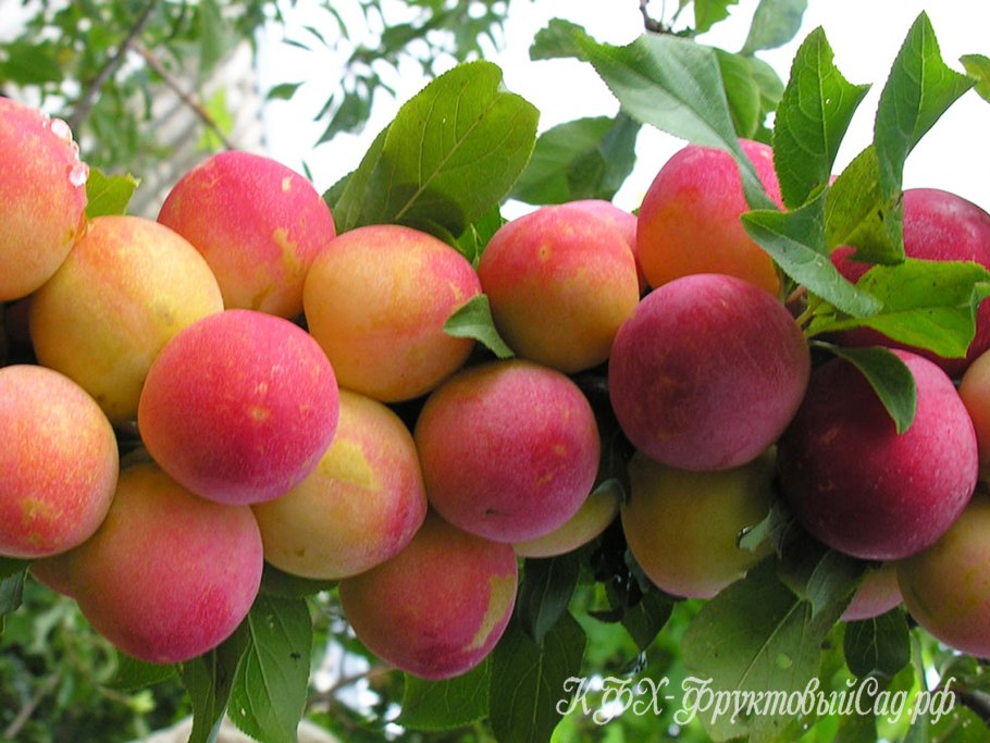 Слива краснолистная Писсарди