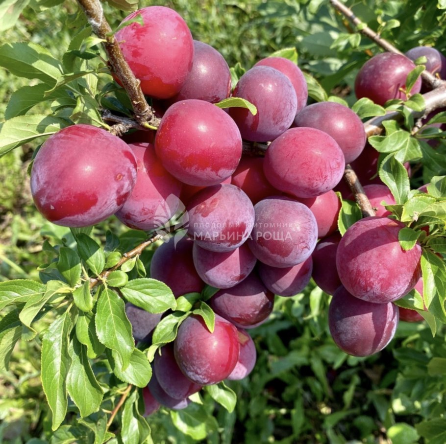 Слива Ренклод Тамбовский