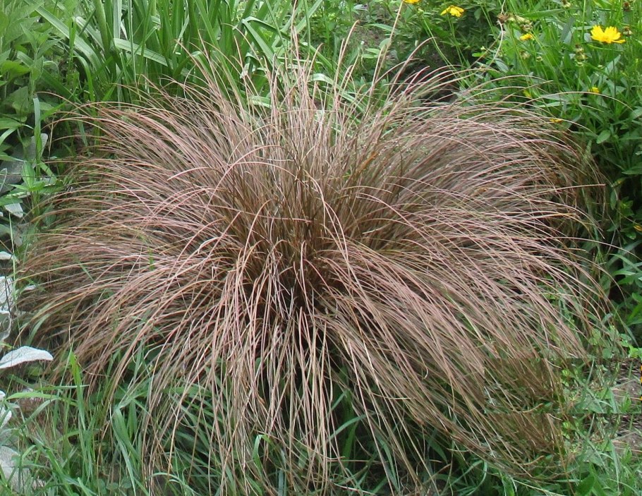 Осока пальмолистная в цветнике