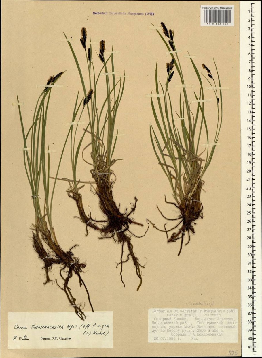 Осока Аурея