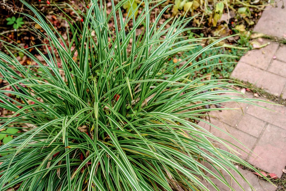 Осока мускингуменская