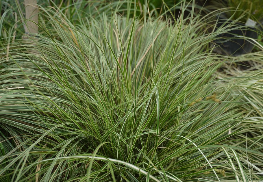 Carex Caucasica