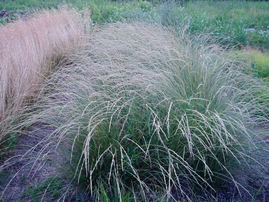 Осока сизая (Carex glauca)