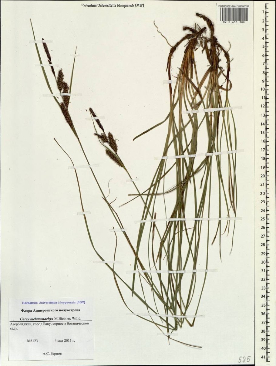 Осока пальмолистная "little Midge" (Carex muskingumensis)