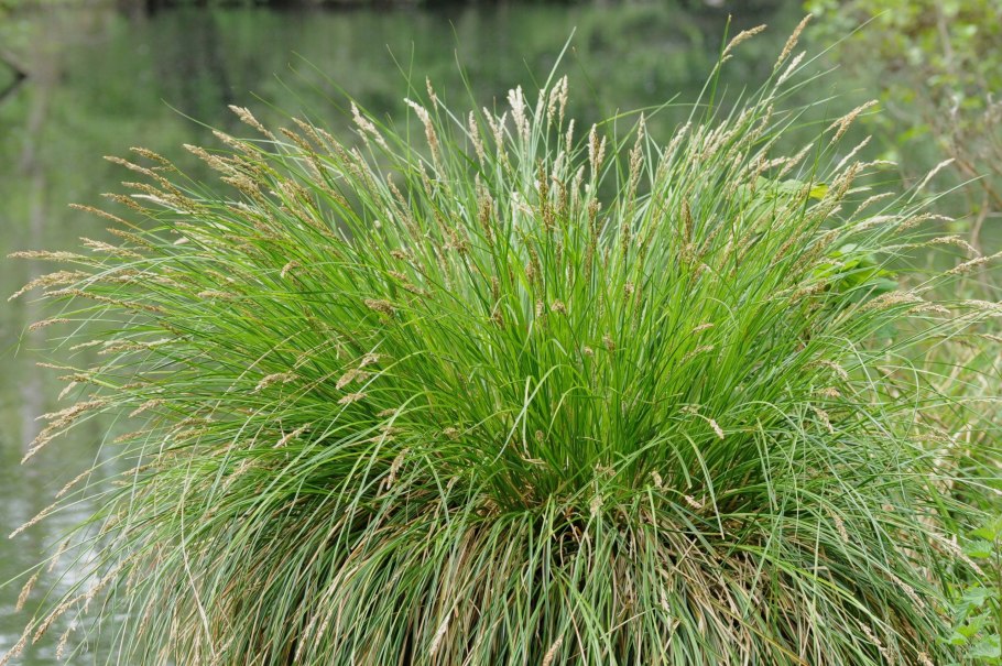 Осока пальмолистная Carex muskingumensis