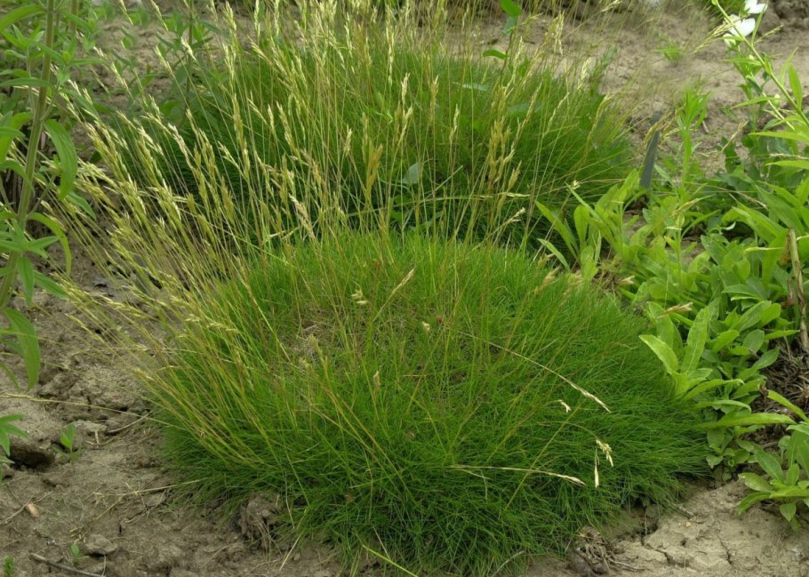 Осока метельчатая Carex paniculata