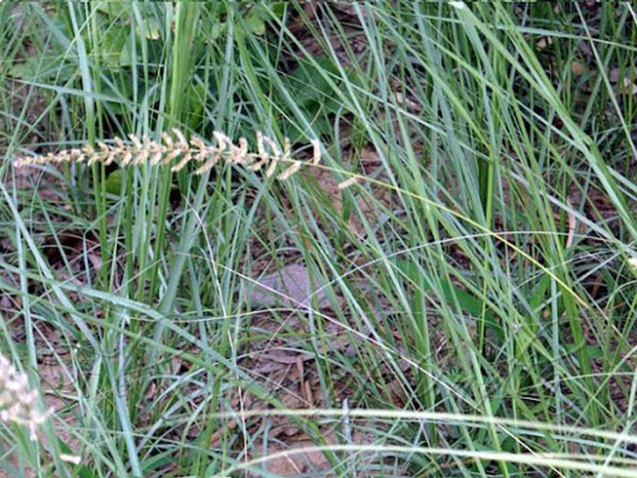 Овсяница сизая (Festuca glauca)