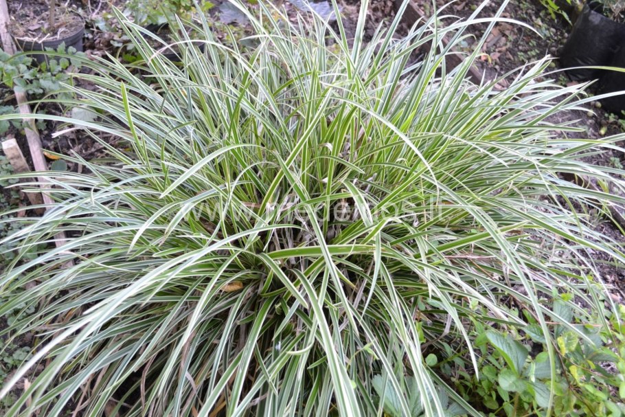Вейник Calamagrostis Overdam