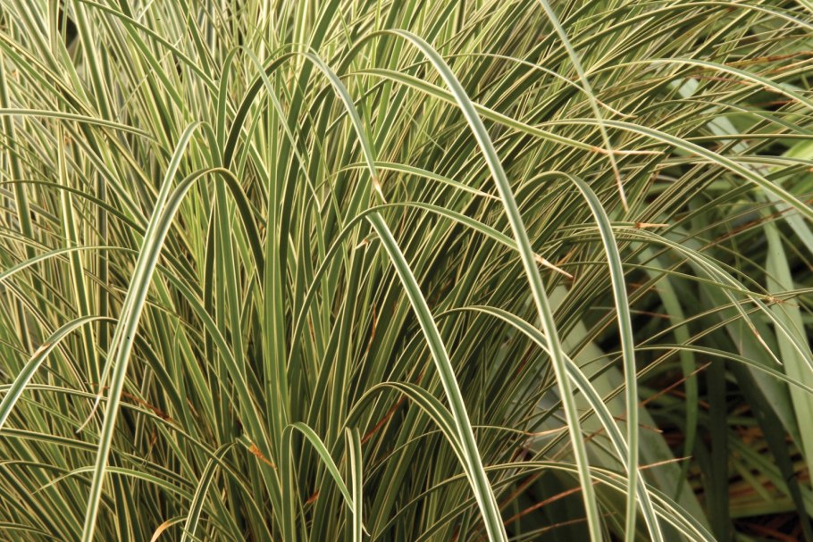 Осока Carex muskingumensis