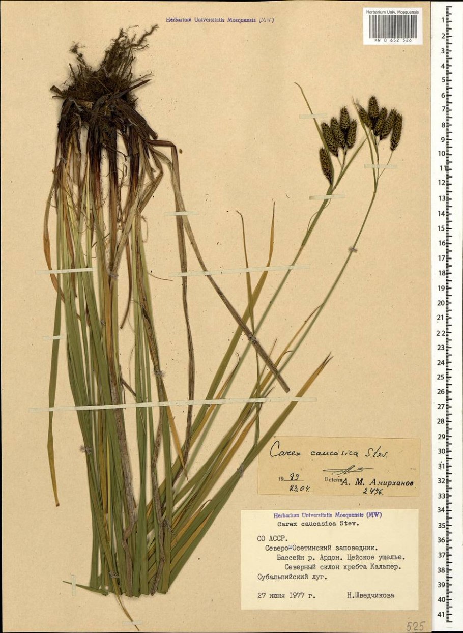 Осока заячья ботаника