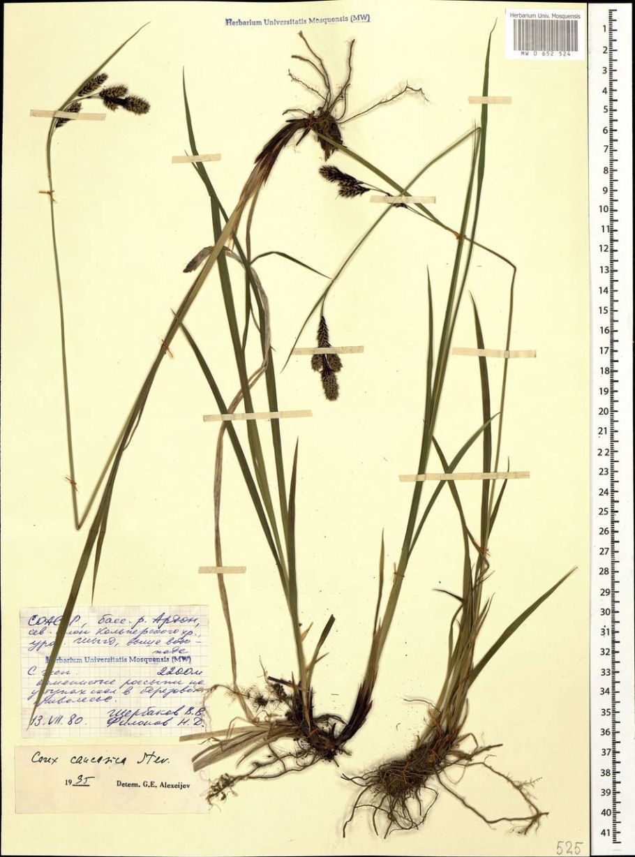 Осока гвоздичная the Beatles. (Carex caryophyllea)