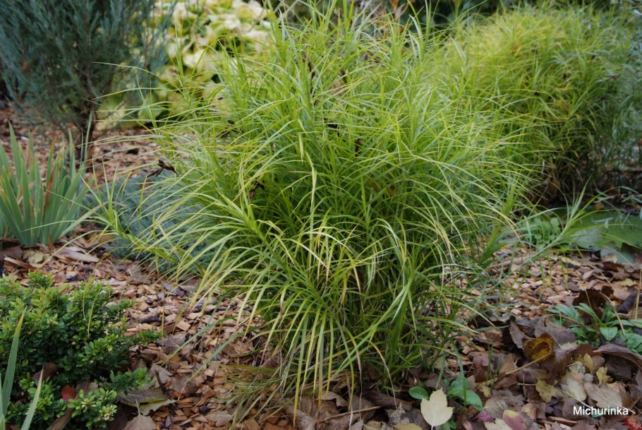 Овсяница Готье