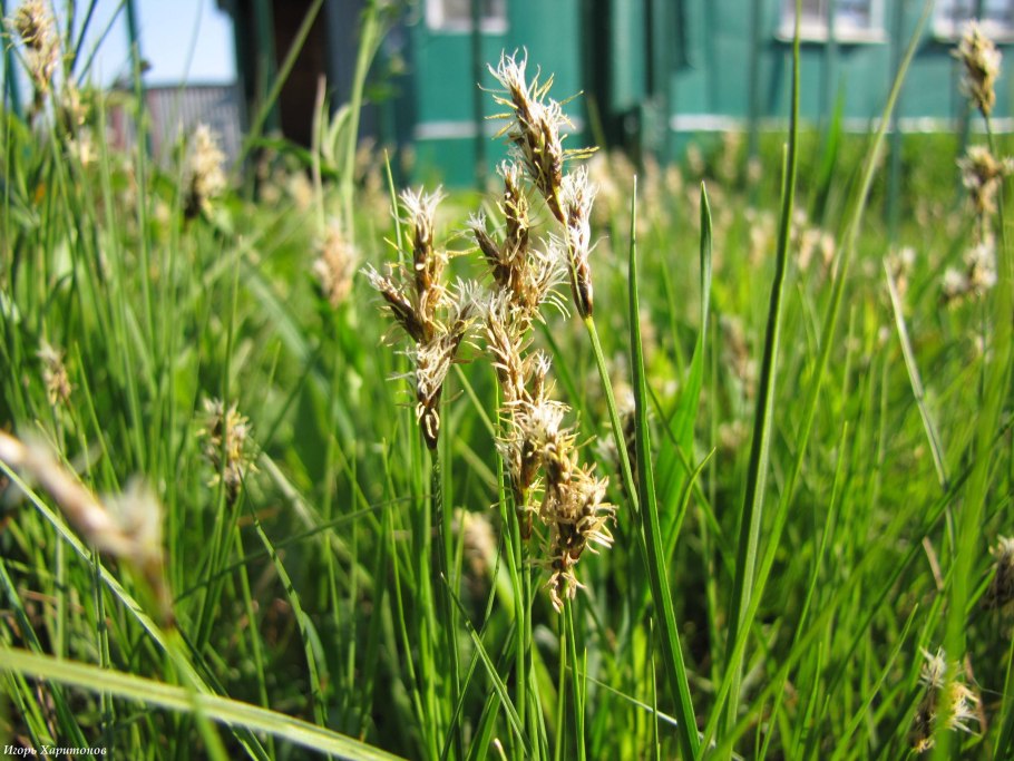 Сеслерия голубая (Sesleria caerulea)