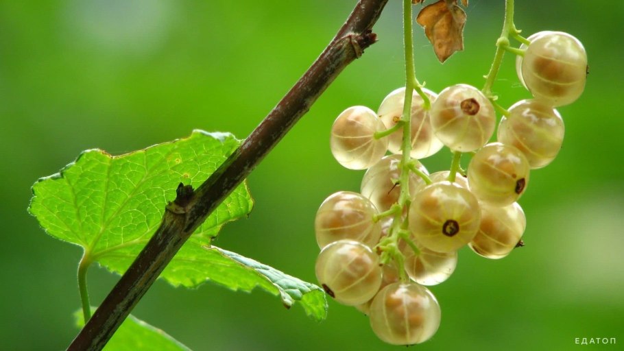 Сорт смородины десертная белая