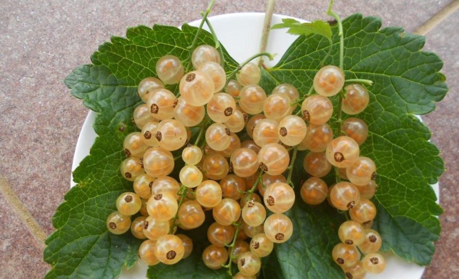Ribes rubrum/смородина белая