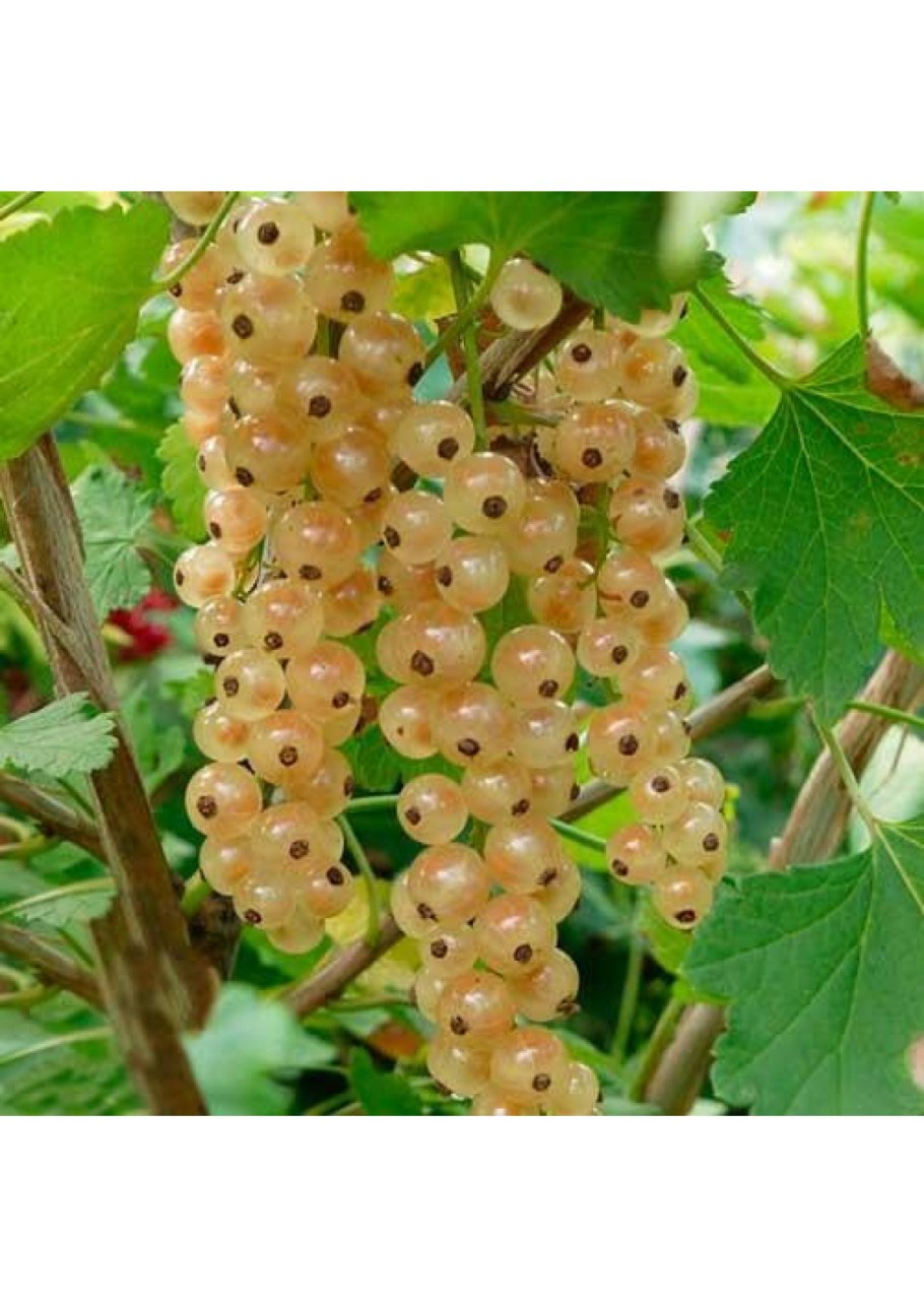 Белая смородина на белом фоне