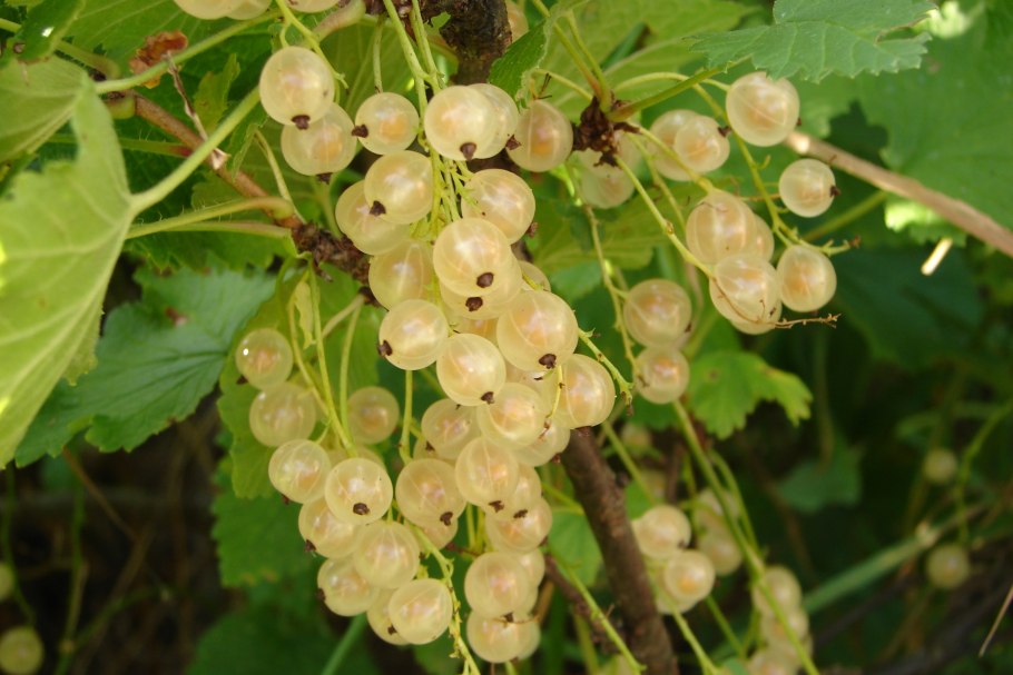 Смородина белая белая Фея