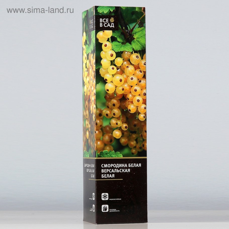 Белый Курант смородина