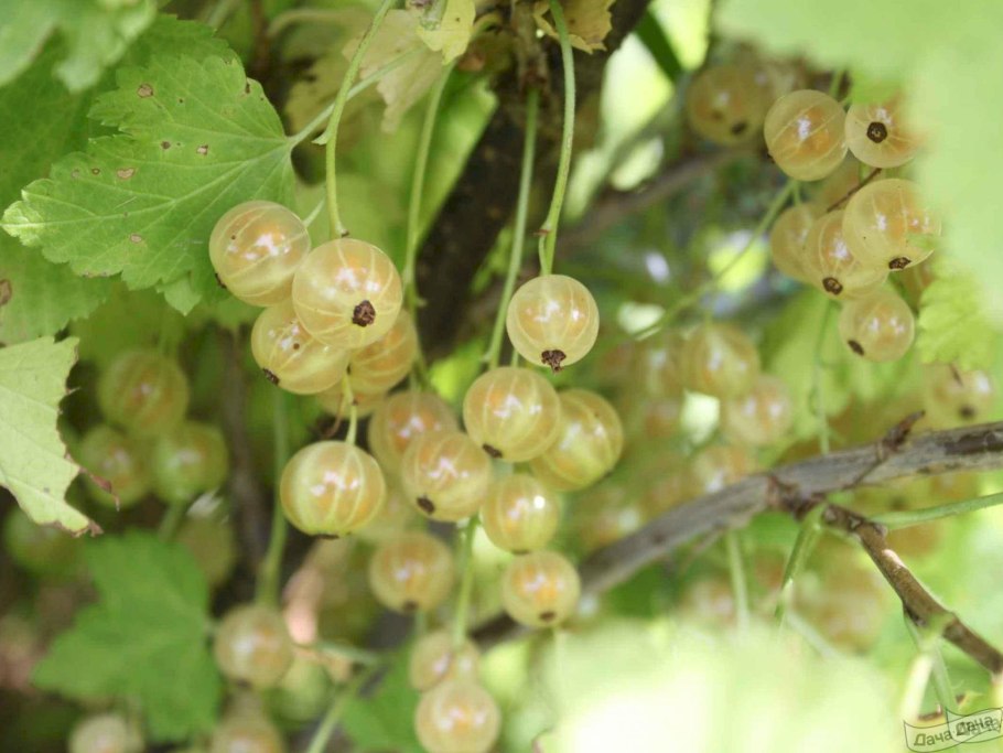 Смородина белая Смольянин. Белая
