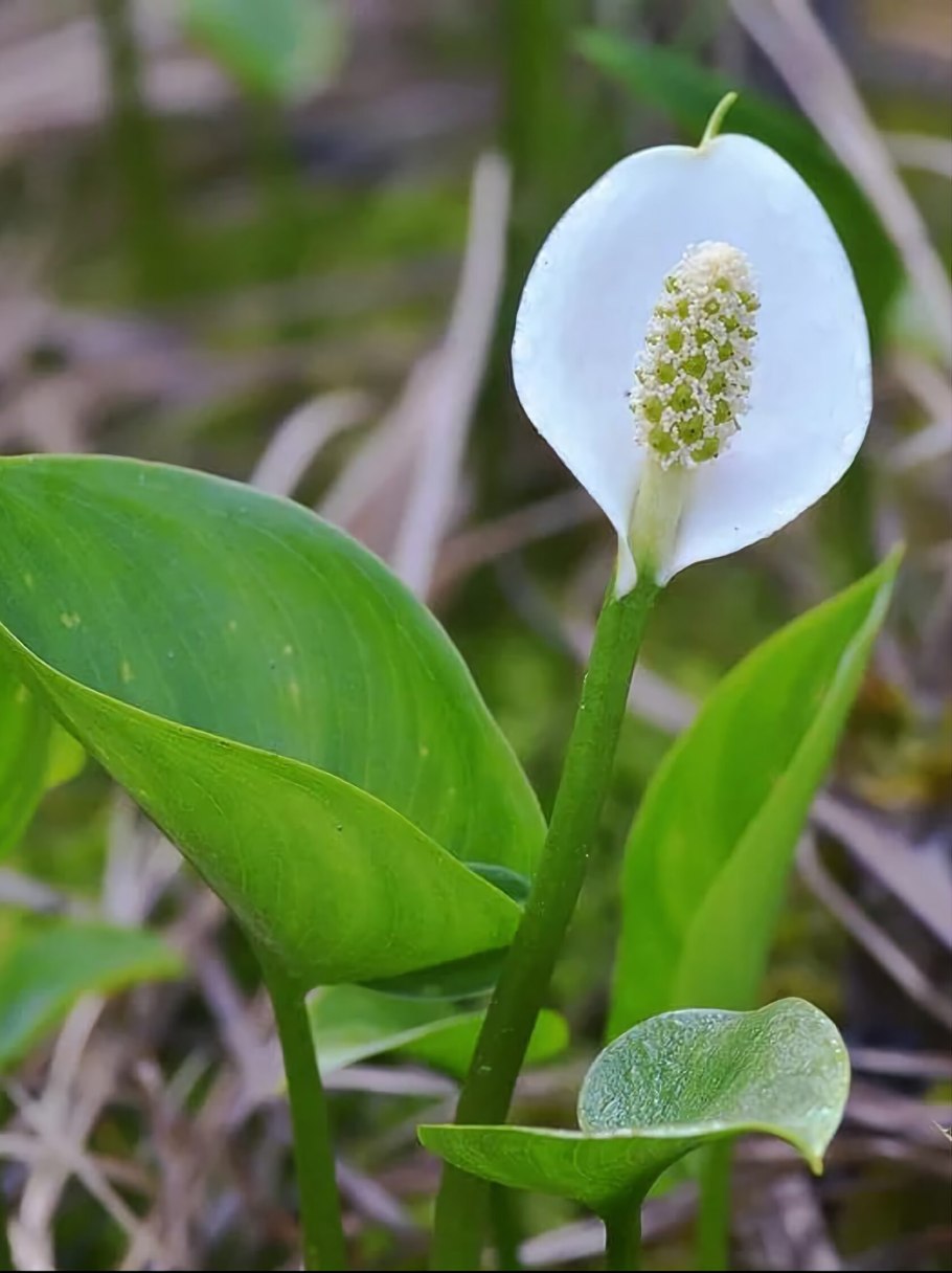 Белокрыльник болотный ядовитый