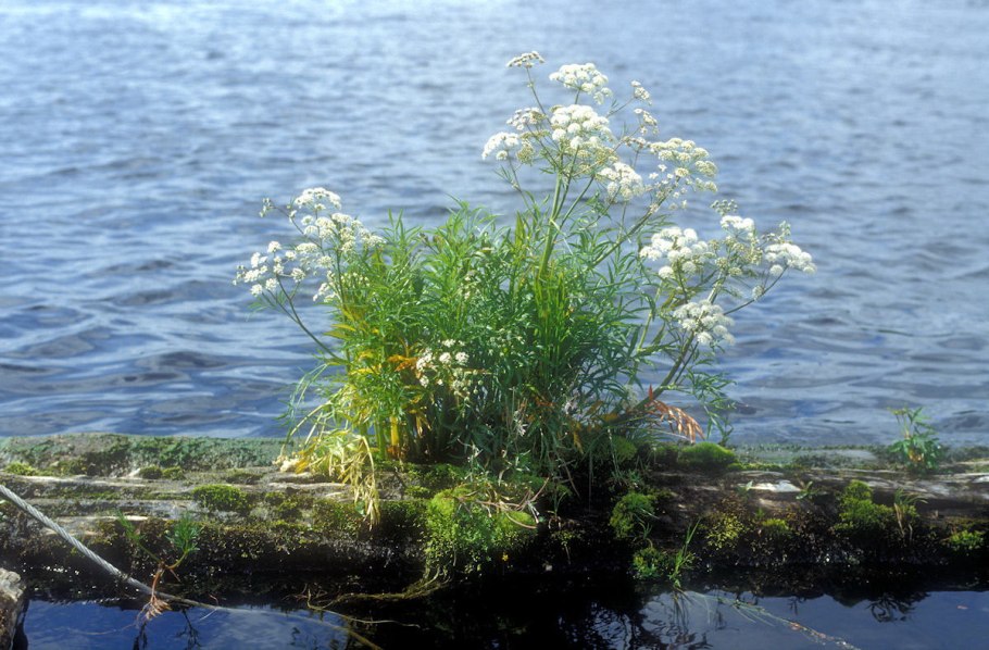 Цикута растение Википедия
