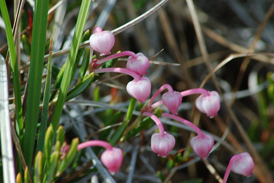 Вех ядовитый цикута