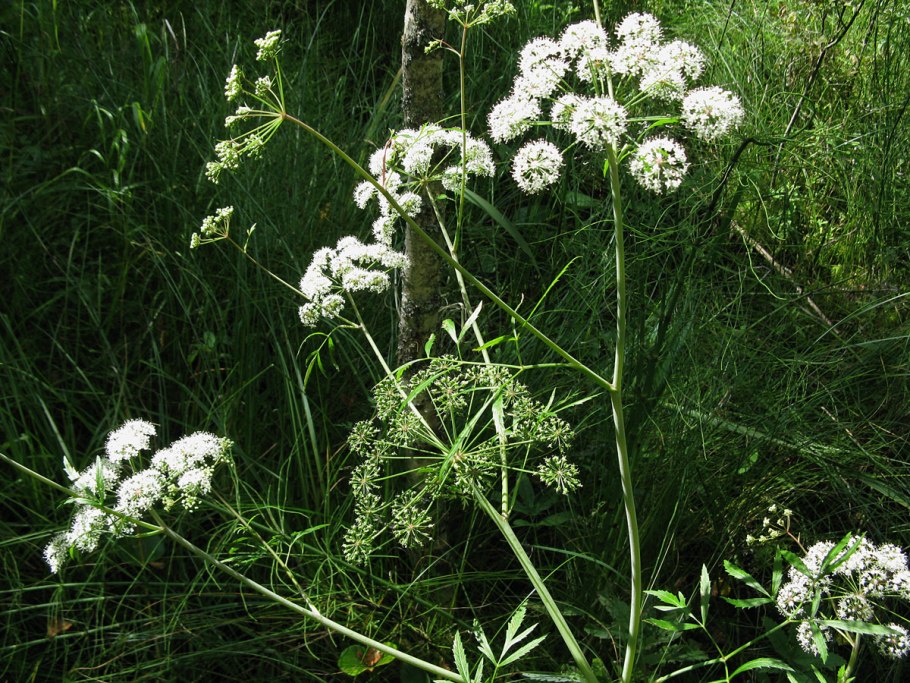 Белокрыльник болотный ягода