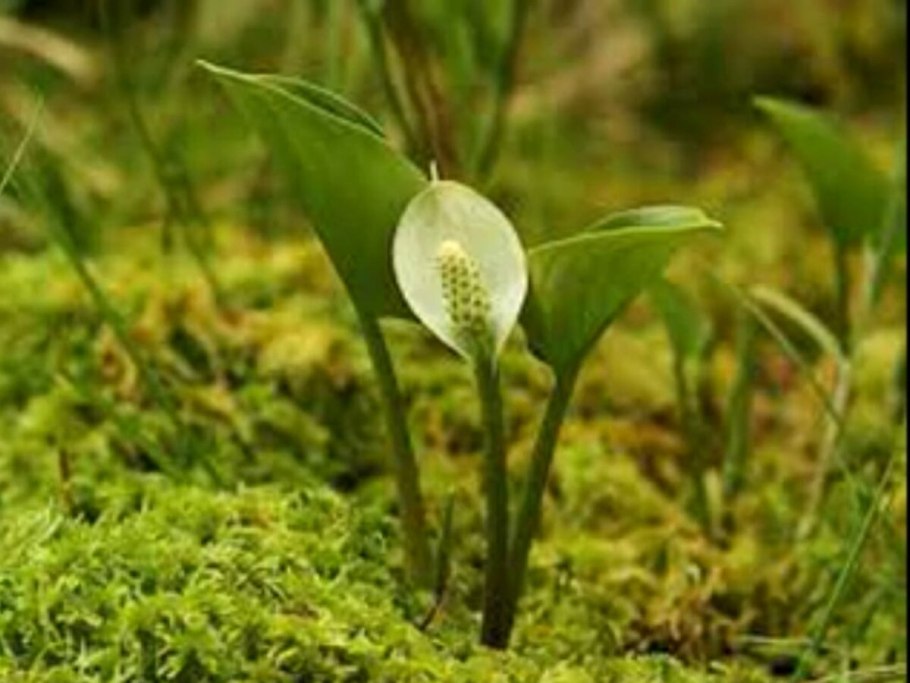 Белокрыльник болотный Calla palustris