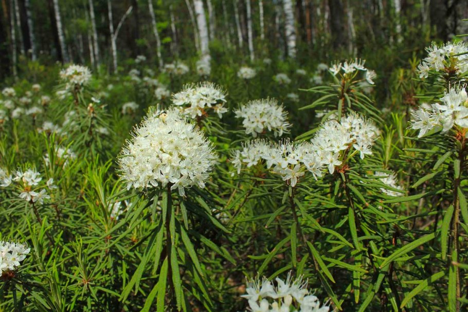 Лесные растения с несъедобными плодами