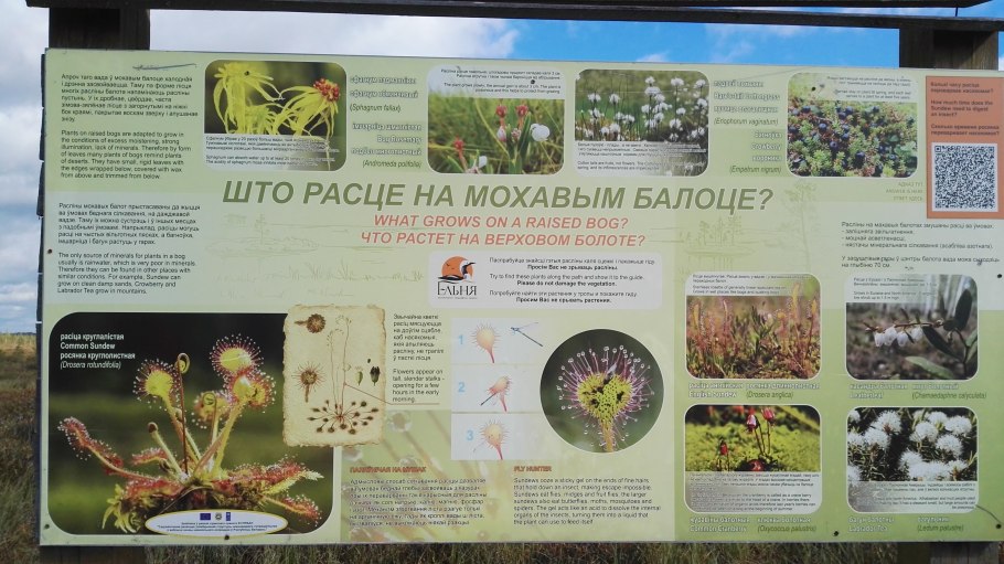 Цикута болиголов