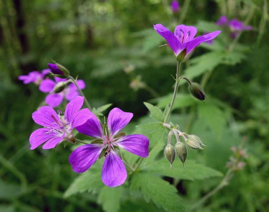 Герань Луговая куст