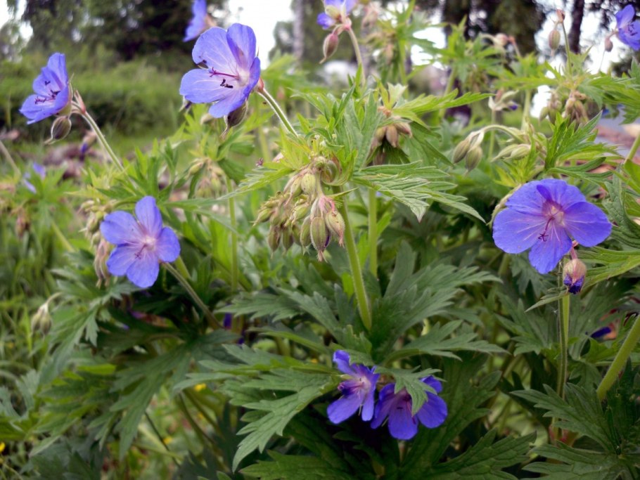 Герань Полевая на даче