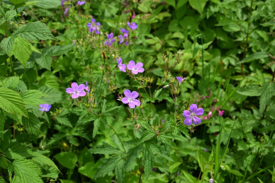 Герань Лесная Алтай