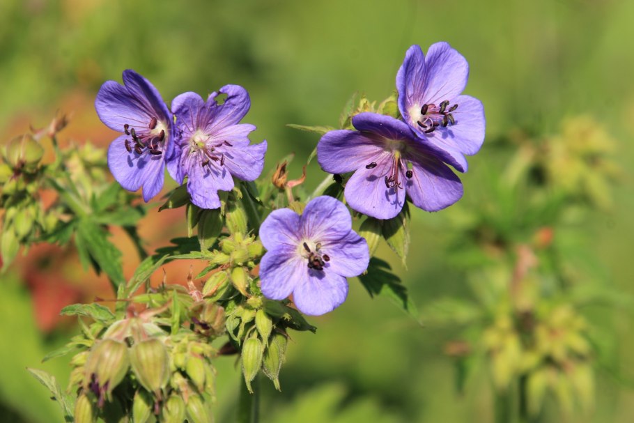Герань Луговая Cluden