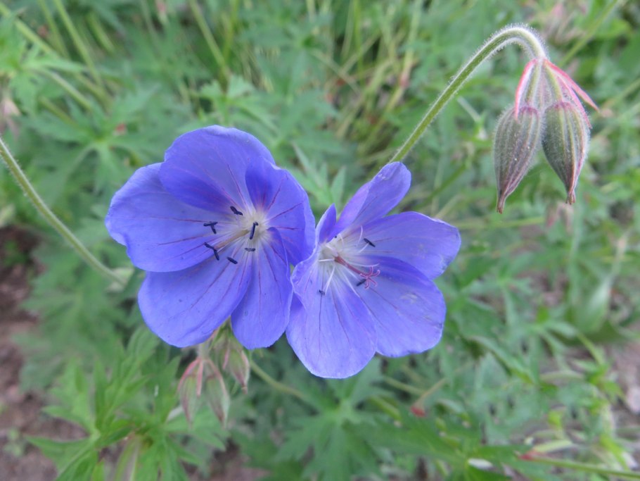 Герань Дикая Луговая