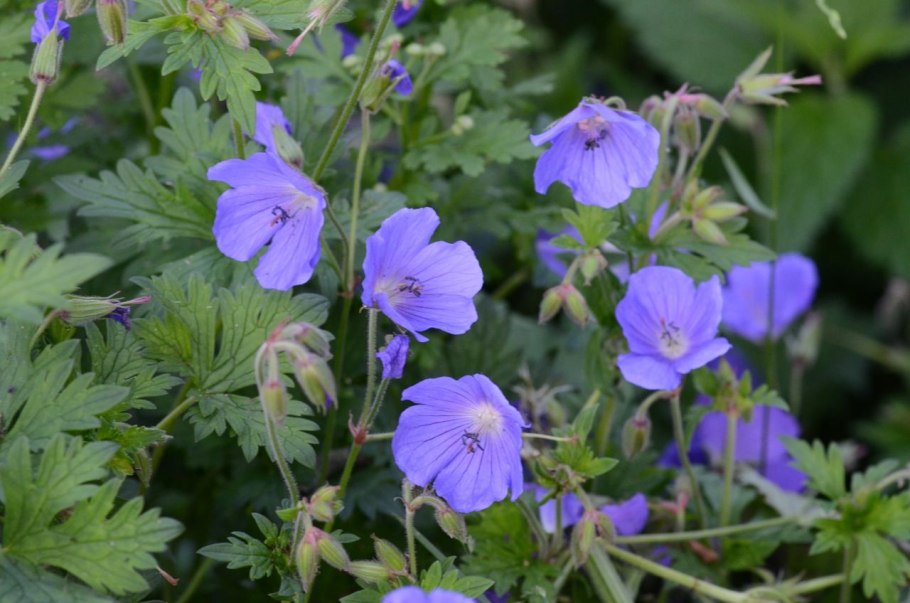 Герань Луговая Лаура