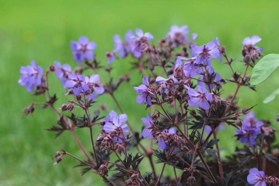 Герань Луговая Black Beauty