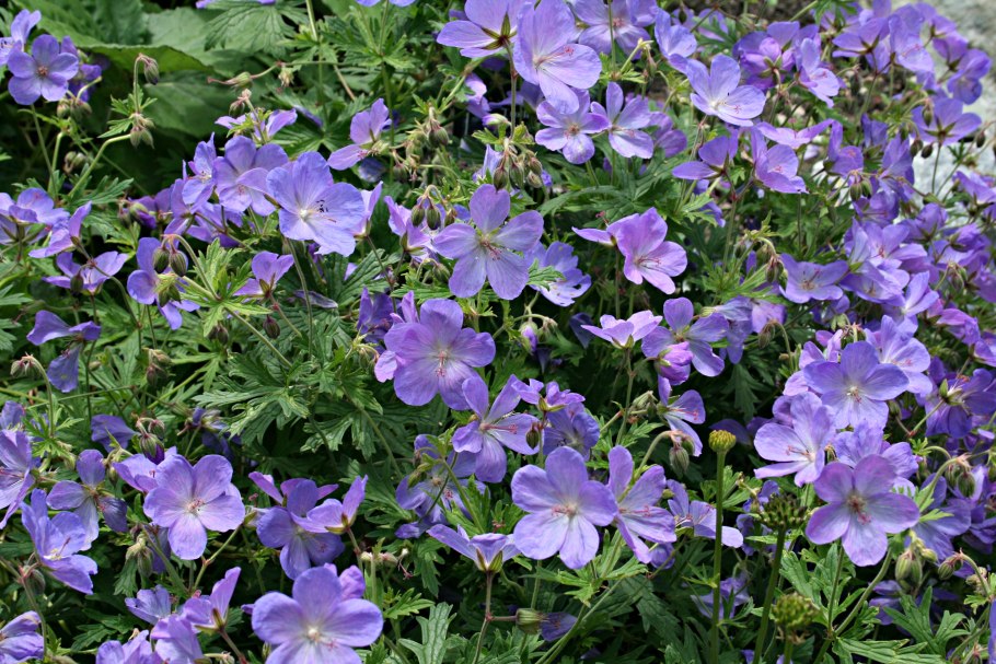 Герань Луговая (Geranium pratense) "Summer Skies"